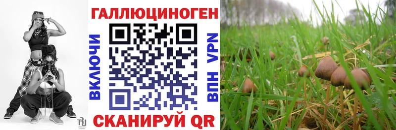 Псилоцибиновые грибы Psilocybe  купить  цена  Буй 